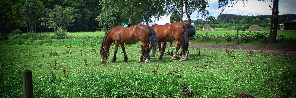 Camping Koelert - Paarden 5