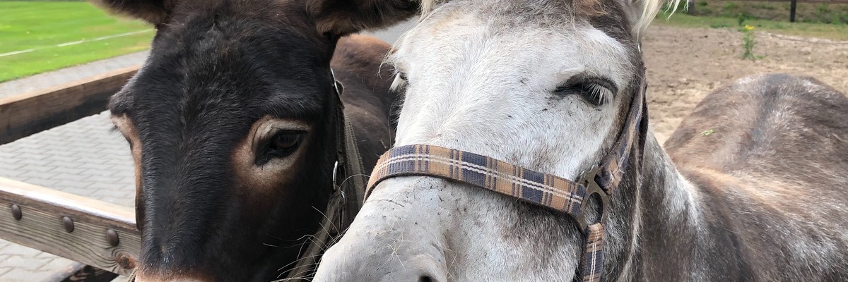 2019 - Camping Koelert - Verblijf  019