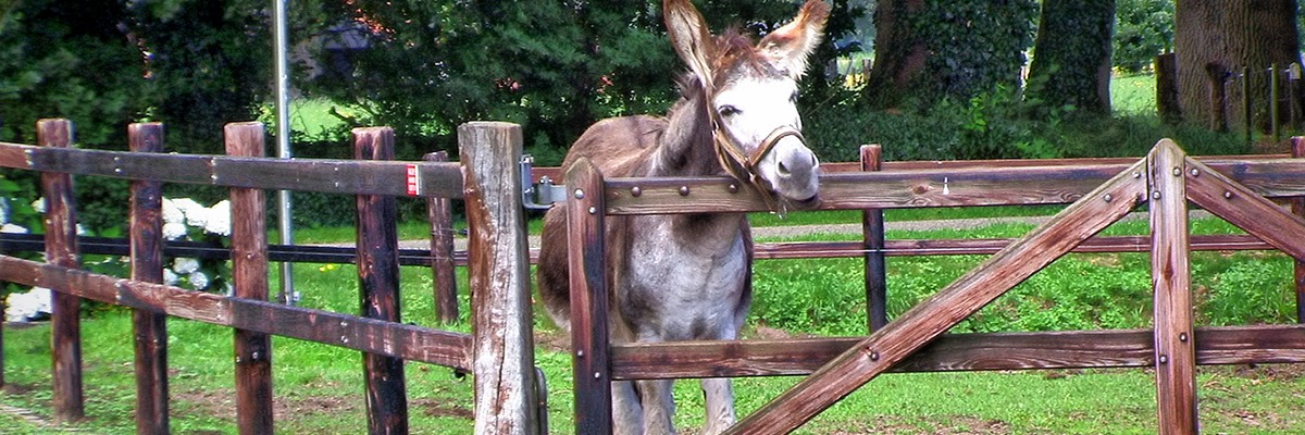 Camping Koelert - Kleinvee 4 - Ezels 4