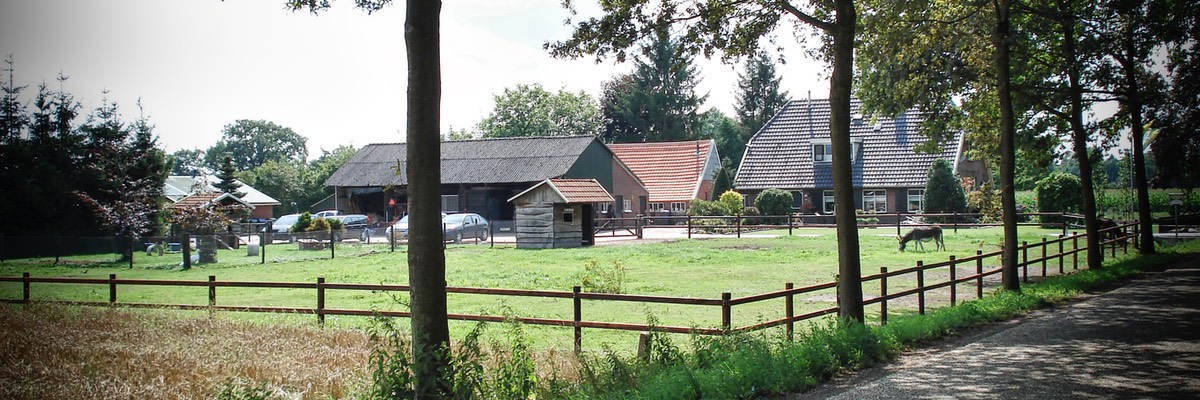Camping Koelert - Kleinvee 3 - Ezels 3 - weide