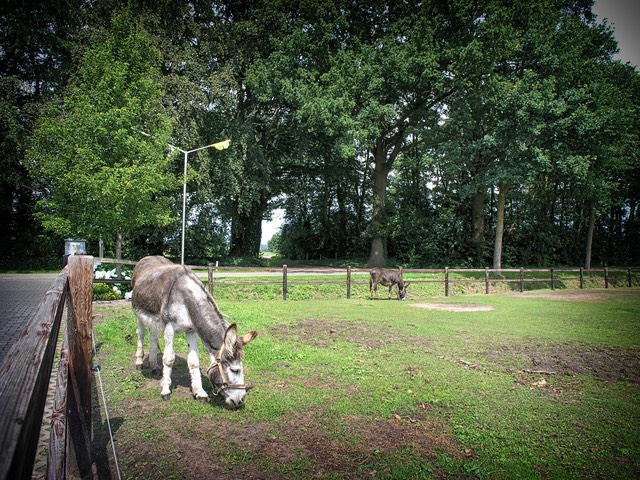 Camping Koelert - Kleinvee 2 - Ezels 2