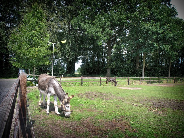 Camping Koelert - Kleinvee 2 - Ezels 2