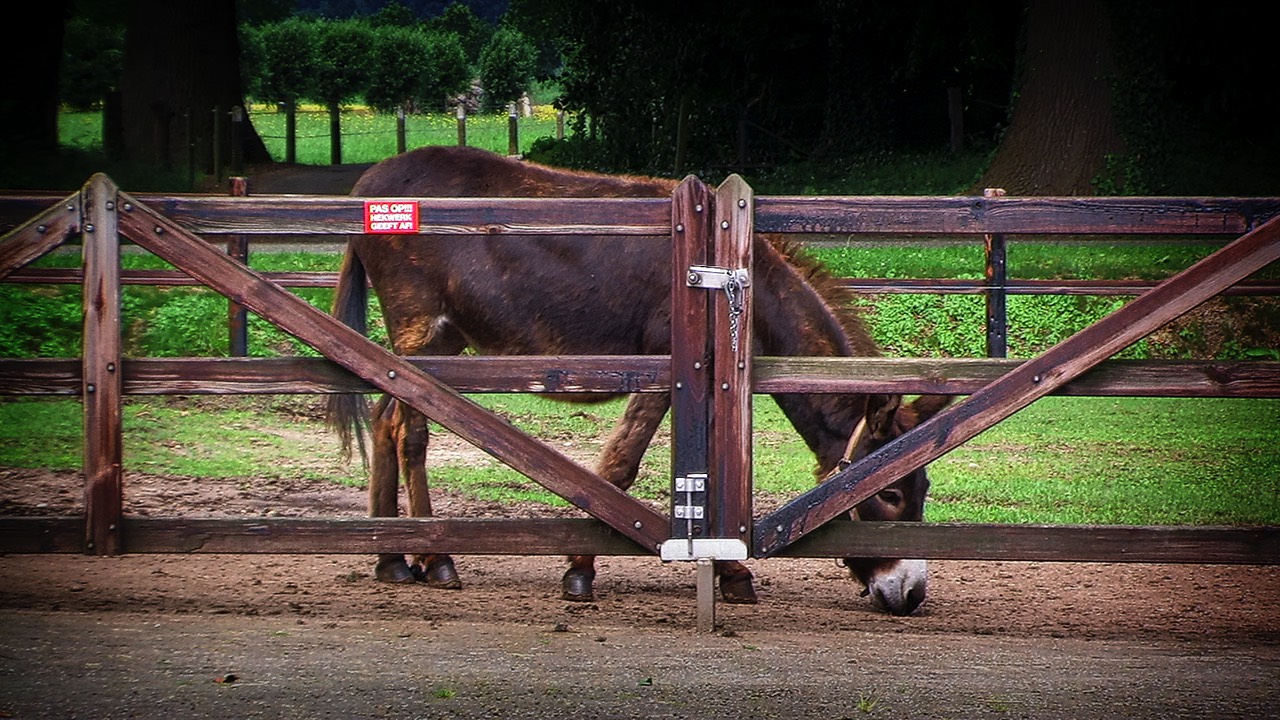 Camping Koelert - Kleinvee 5 - Ezels 5