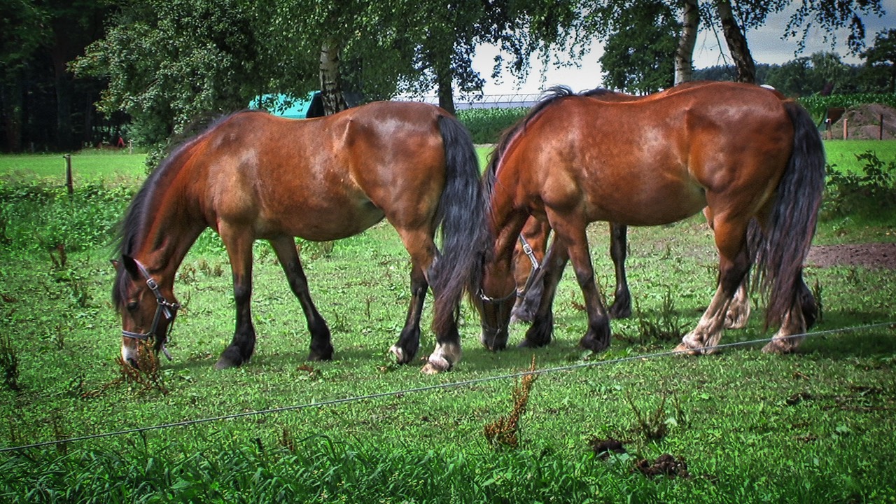 Camping Koelert - Paarden 4